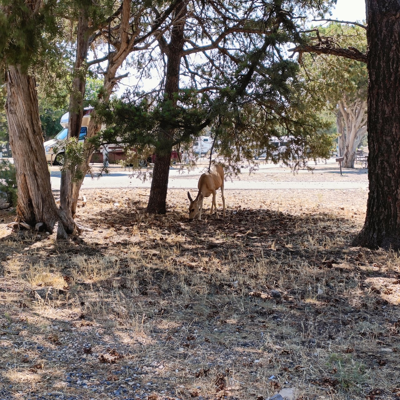 Grand Canyon - Campground